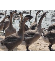 大鹅料（30-50日龄）