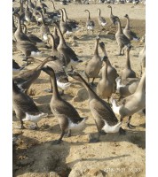 后期鹅料（45-65日龄）