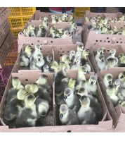 小鹅料（1-15日龄）