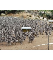 中鹅料（15-30日龄）