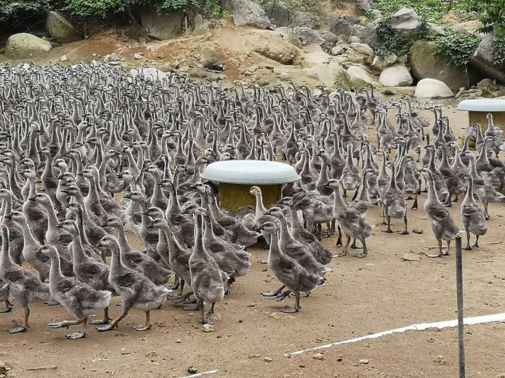 中鹅料（15-30日龄）