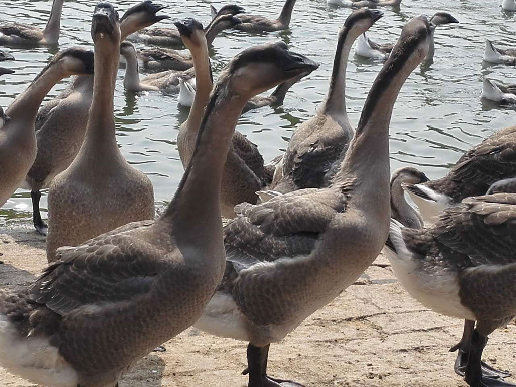 大鹅料（30-50日龄）