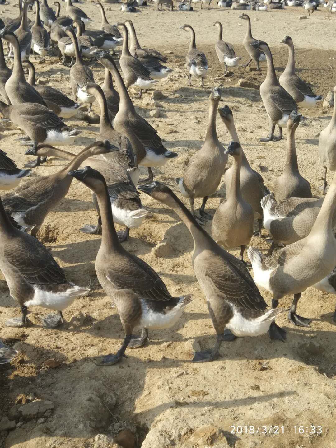 后期鹅料（45-65日龄）