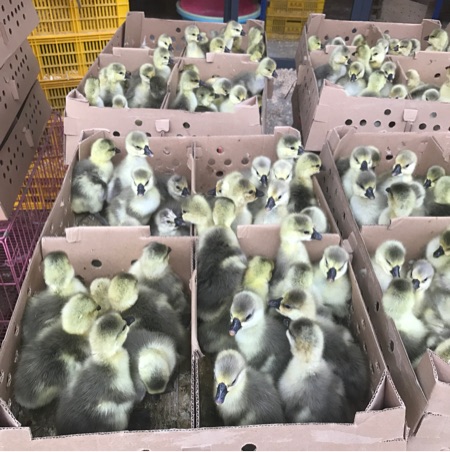 小鹅料（1-15日龄）